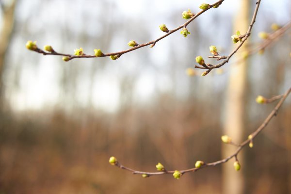 распускание берёзовых почек