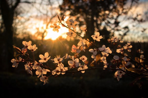 весенний рассвет
