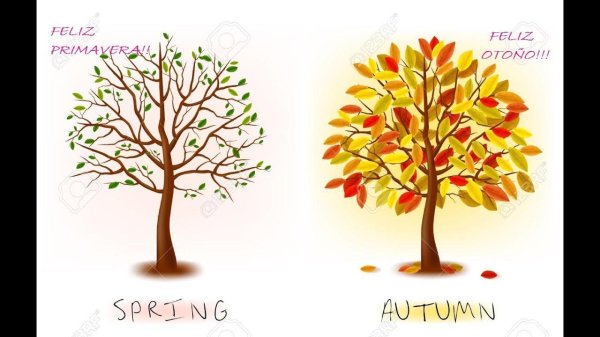 осенне дерево