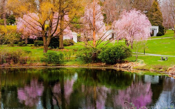 главный ботанический сад цицина японский сад