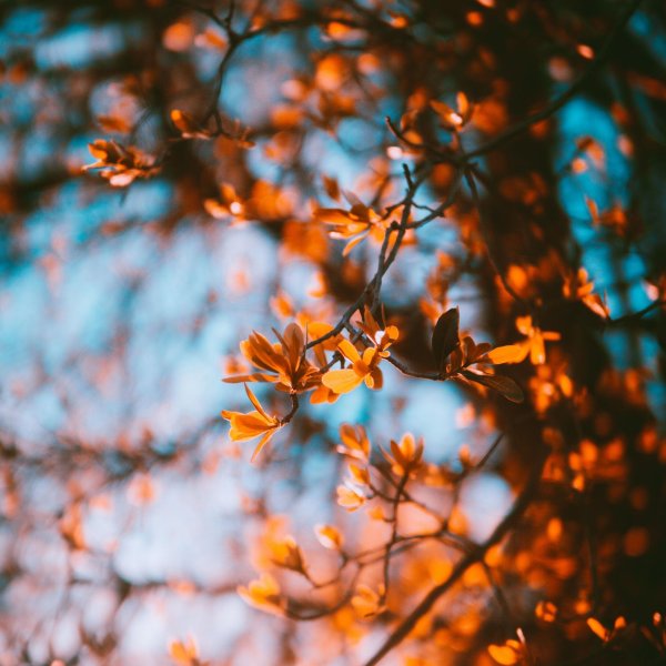 осенняя эстетика