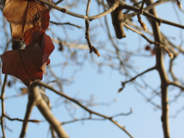 вёсны осени