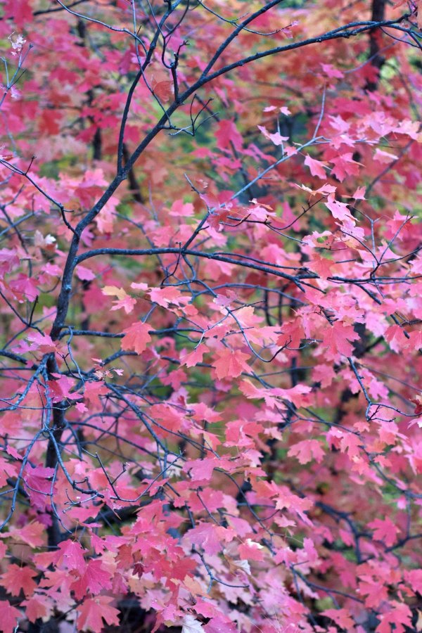 Осень весна