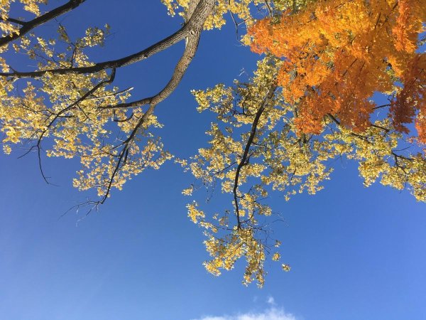 деревья небо