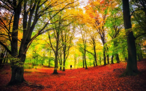 в осеннем лесу