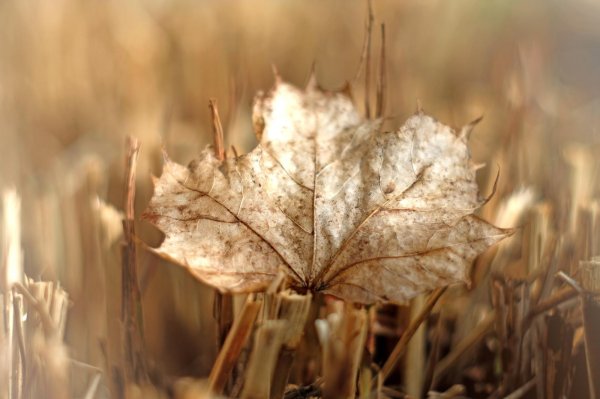 осени листья
