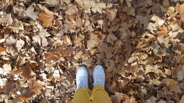 листва осенняя