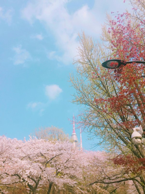 cherry blossoms in tokyo