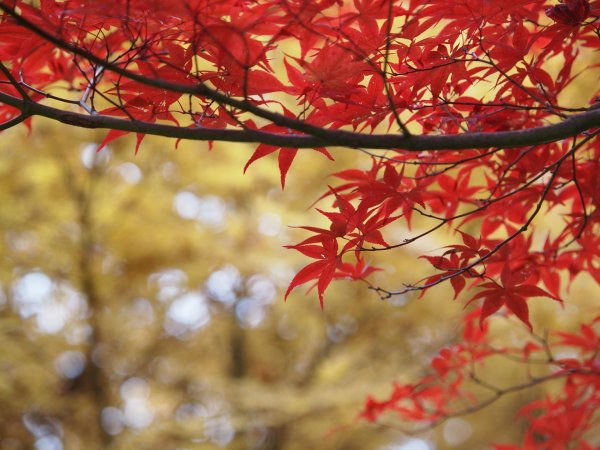 клен момидзи