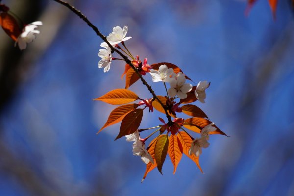 листья весной