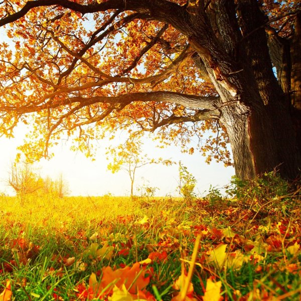 осенние фоны