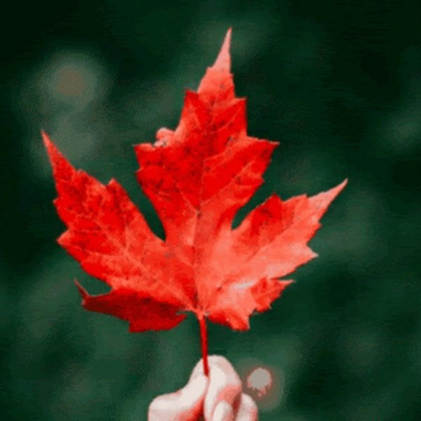 maple кленовый лист