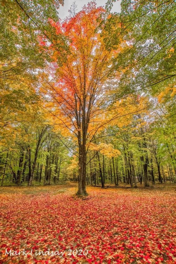 осенние леса