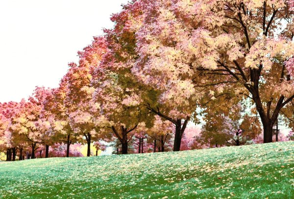 розовое дерево