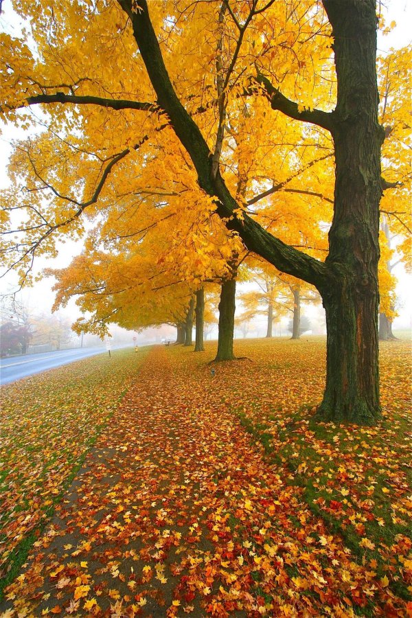 Осень весна