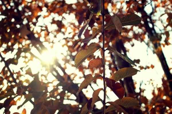 лист с дерева