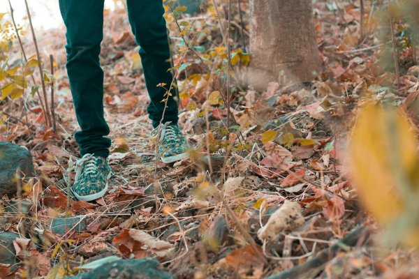 растения осенью