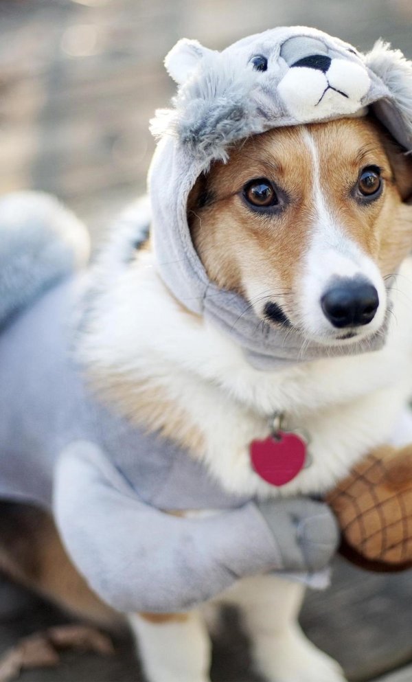 джек рассел