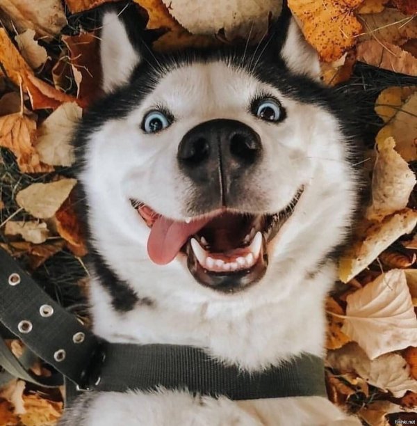 хаски осень