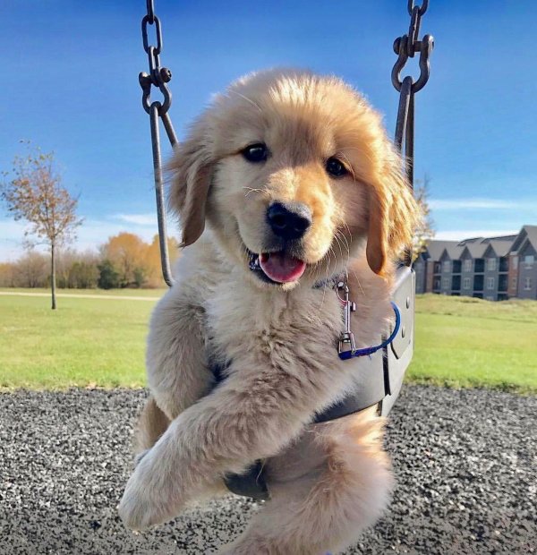 cute golden retriever