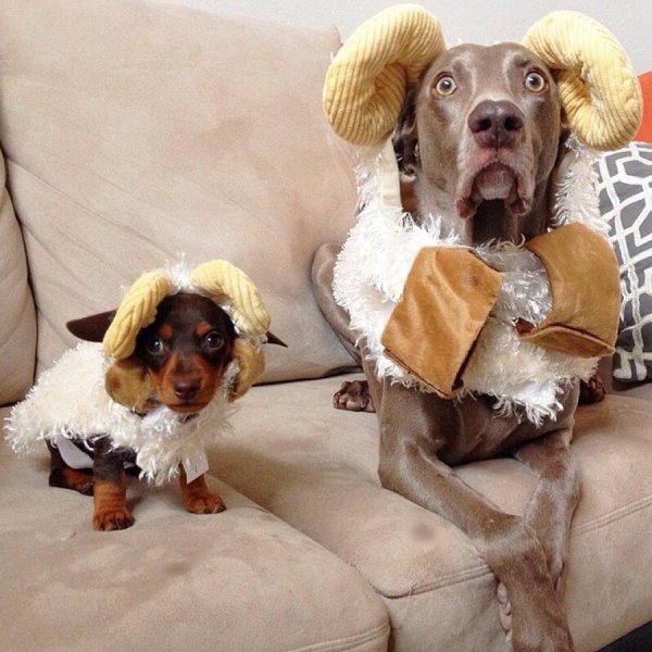 веймаранер харлоу