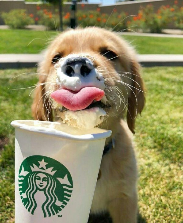 смешные фотографии животных