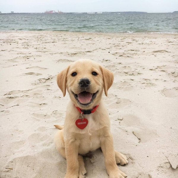 golden retriever puppy