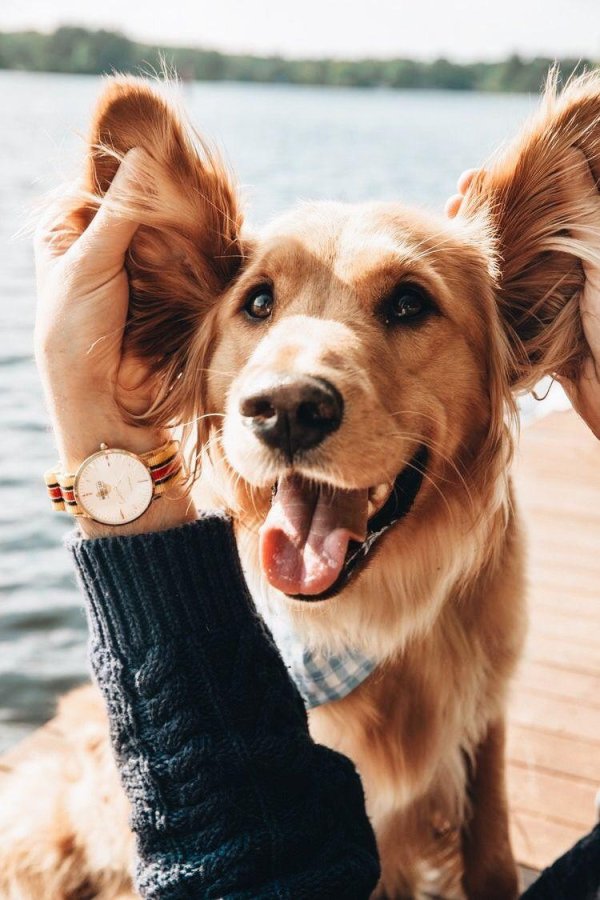 голден ретривер