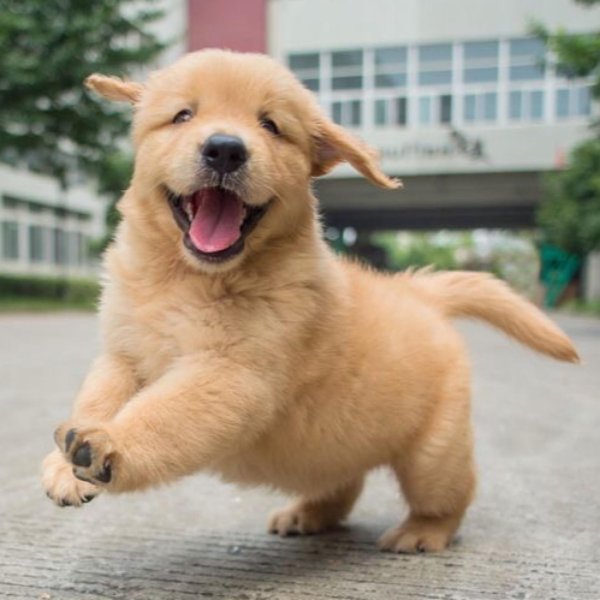 cute puppies doing funny