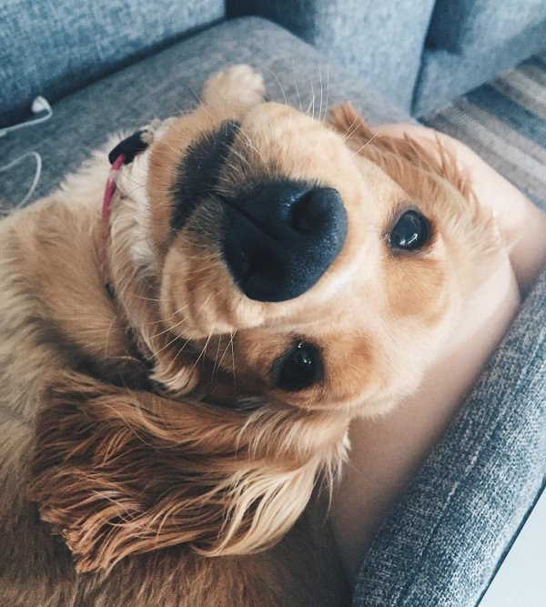 песик милый