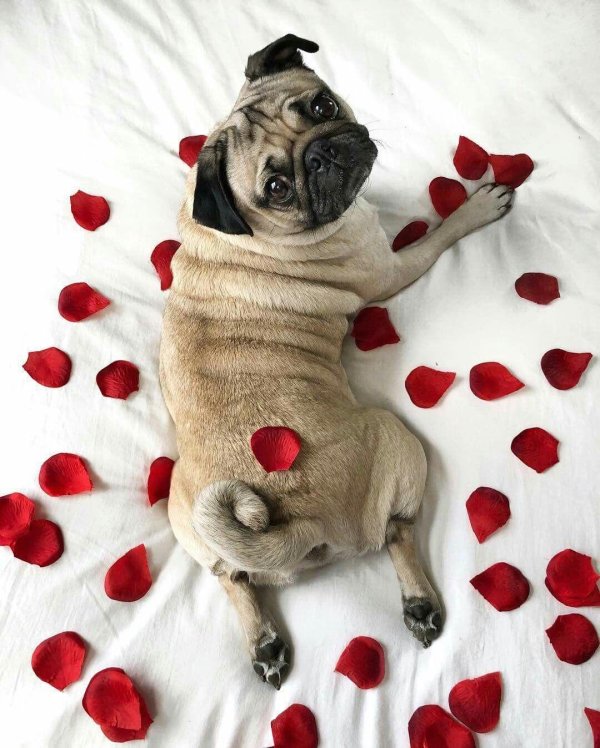 красивые мопсы