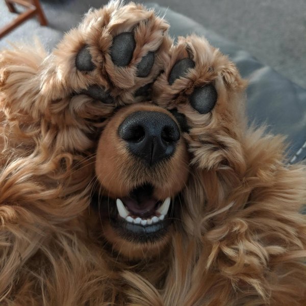 английский кокерспаниель