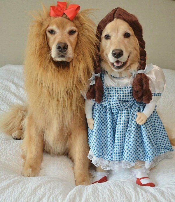 прикольные костюмы для собак