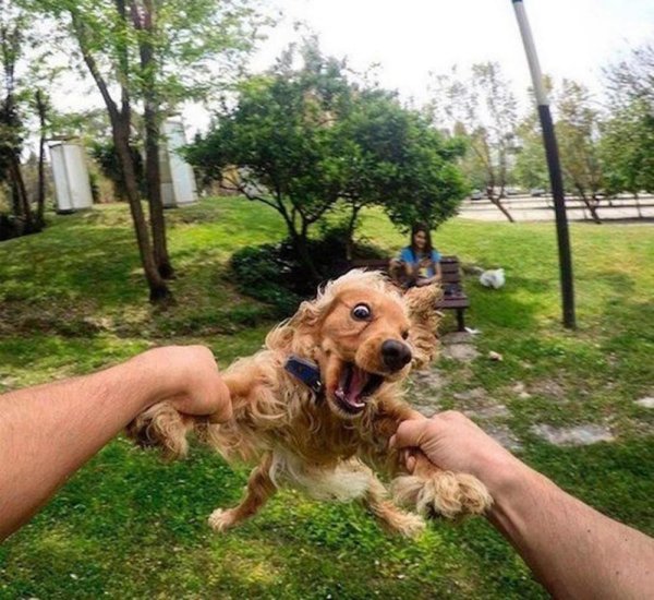 кокер спаниели