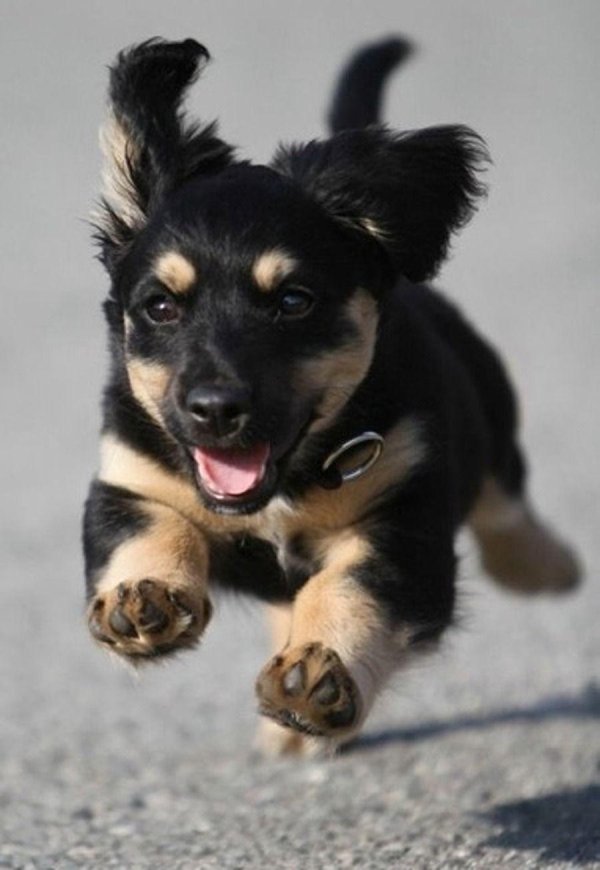 счастливый щенок