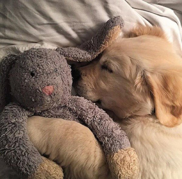 спят животные