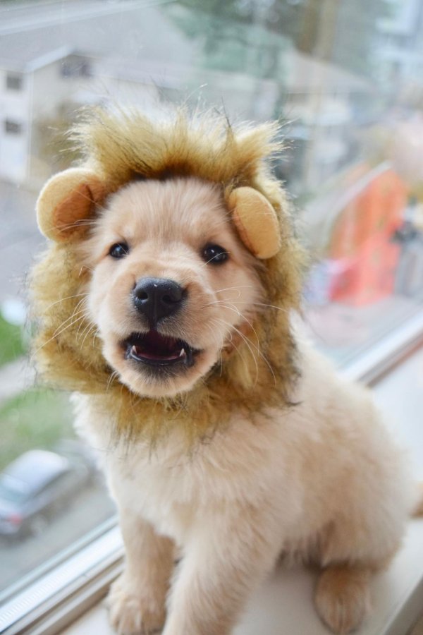 ретривер лев