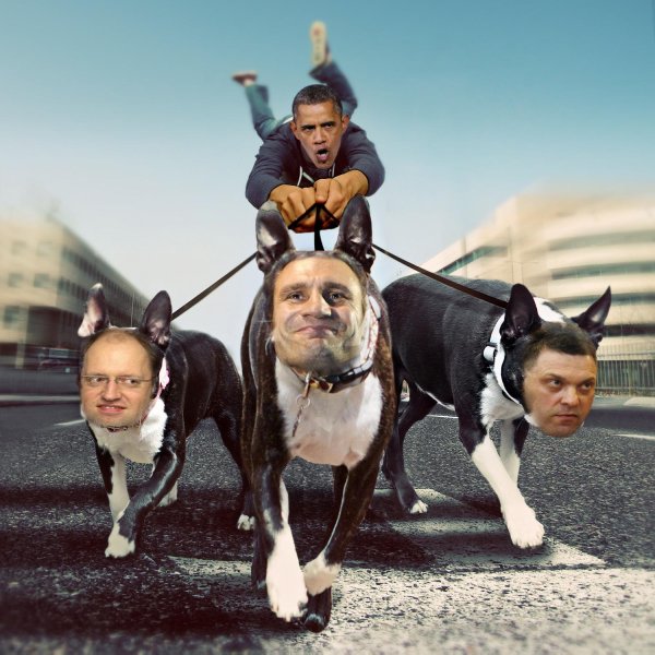 питбультерьер американский