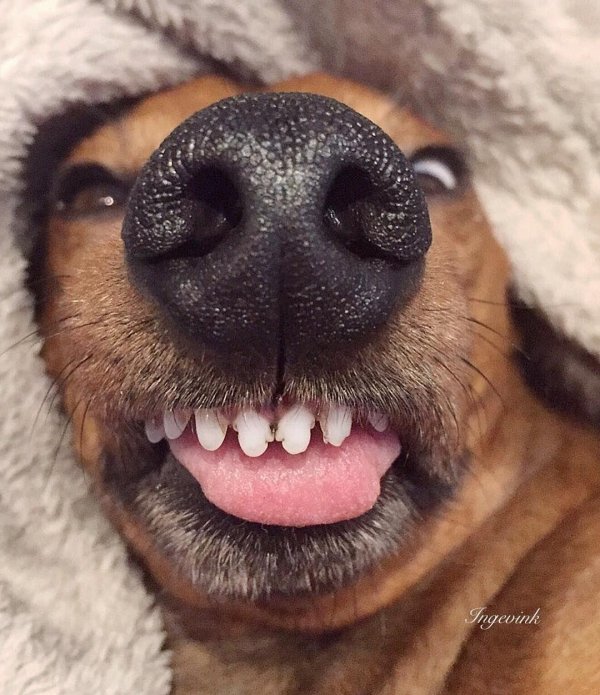 собачий нос