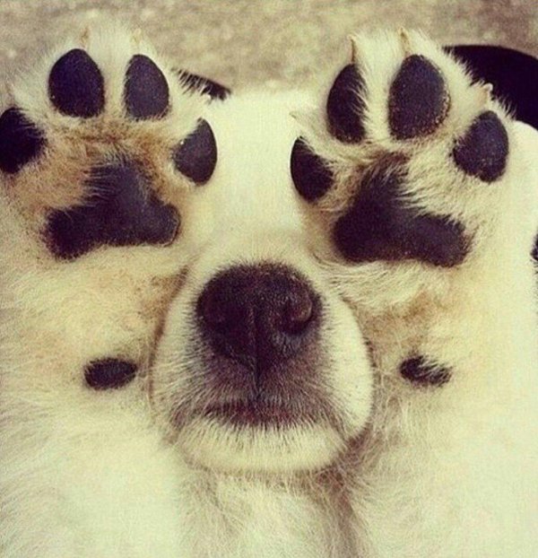 лапка животного