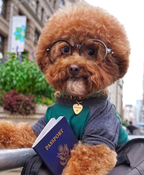 улыбающийся пудель