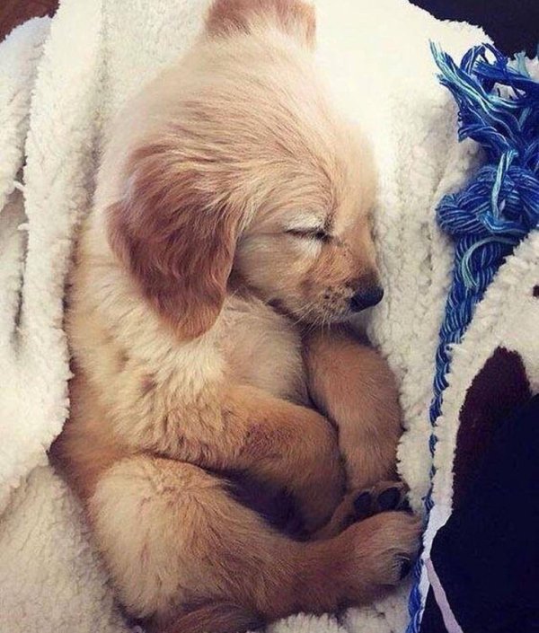 милые собачки