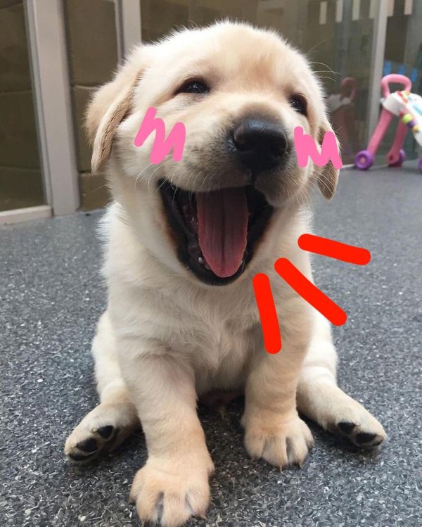 улыбающийся щенок