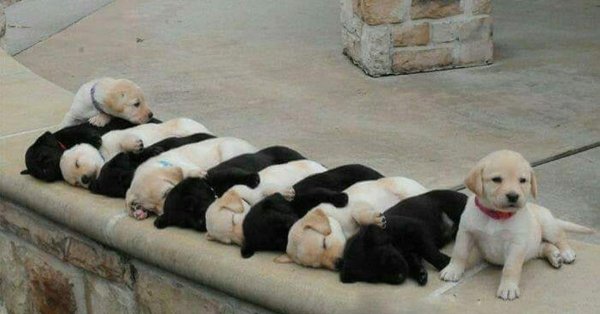 щенок лабрадора 15 месяца