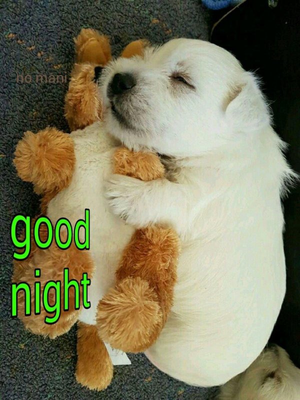 спят животные