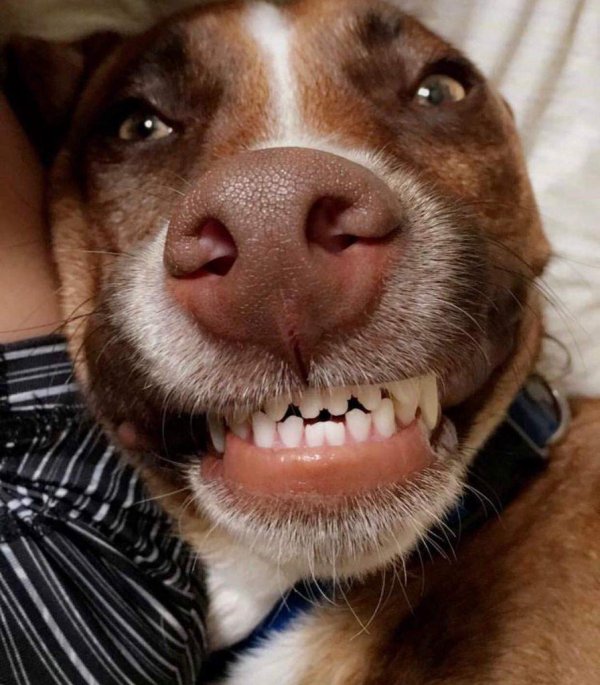 улыбка собаки
