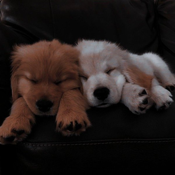 милые собачки