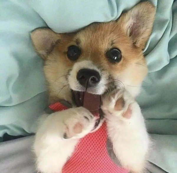 померанский корги