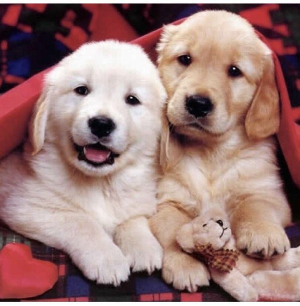 щенки красивые