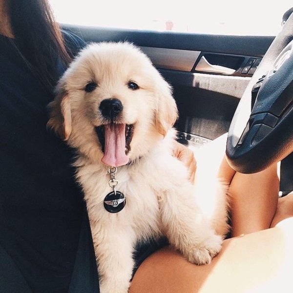 красивые собачки